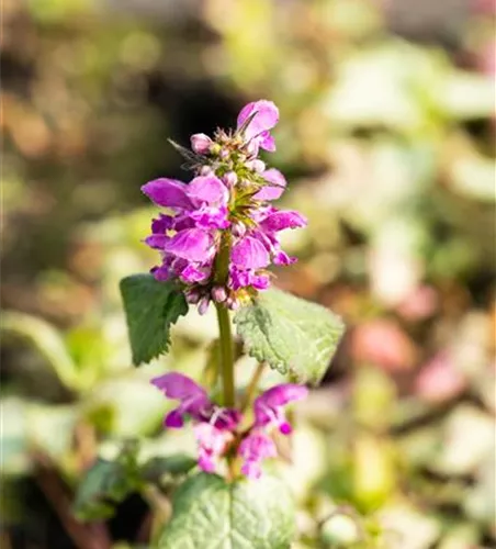 Lampionblume 'Zwerg' Lampionblume 'Zwerg'