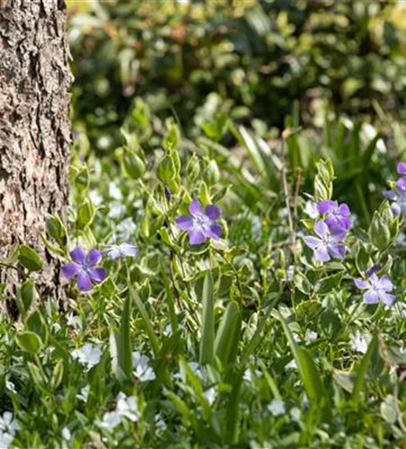 Immergrün Immergrün