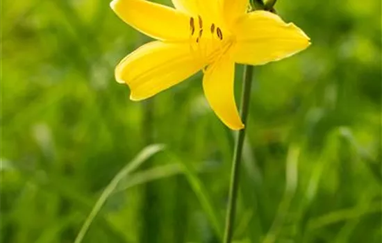 Kleine Taglilie Kleine Taglilie