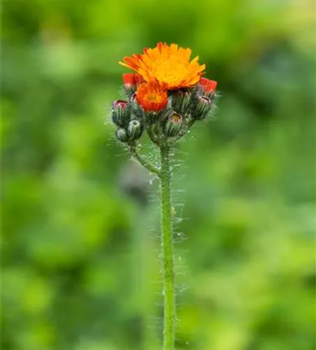 Hieracium aurantiacum Hieracium aurantiacum