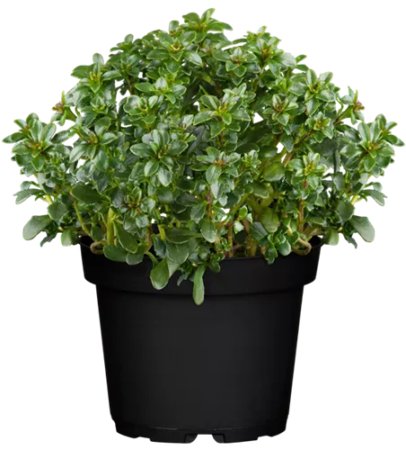 Iberis sempervirens 'Pink Ice' -R- Iberis sempervirens 'Pink Ice' -R-