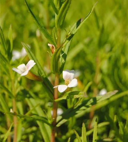 Gratiola officinalis Gratiola officinalis