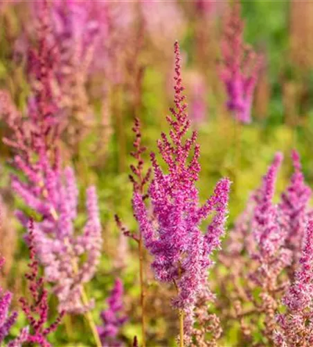 Lanzen-Astilbe 'Purpurlanze'