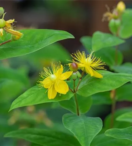 Hypericum perforatum Hypericum perforatum