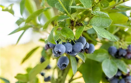 Heidelbeere 'Blue Jay' Heidelbeere 'Blue Jay'