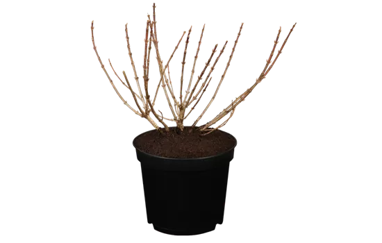 Weigelie 'Pink Poppet'®