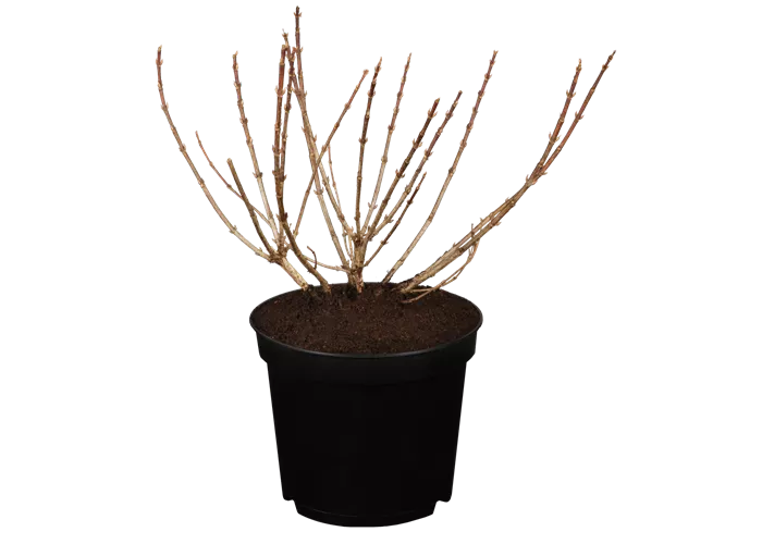 Weigelie 'Pink Poppet'® Weigelie 'Pink Poppet'®