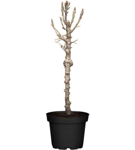 Zwergbirne 'Luisa' Zwergbirne 'Luisa'