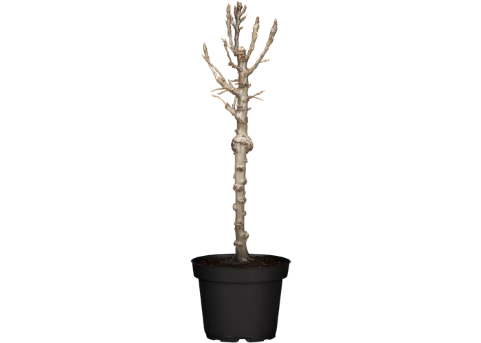 Zwergbirne 'Luisa' Zwergbirne 'Luisa'