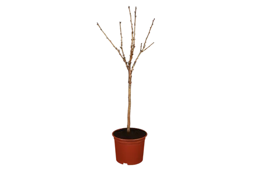 Süßkirsche 'Stella Compact'