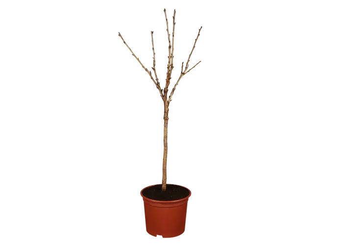 Süßkirsche 'Stella Compact'