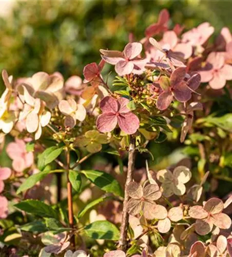 Rispenhortensie '(S)witch'® Rispenhortensie '(S)witch'®