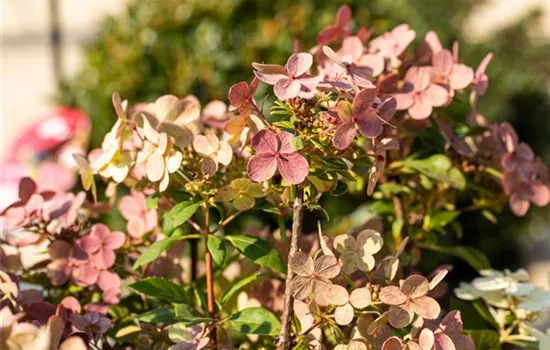 Rispenhortensie '(S)witch'®