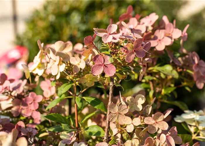 Rispenhortensie '(S)witch'® Rispenhortensie '(S)witch'®
