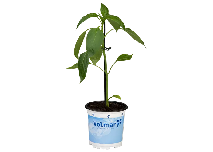 Gelbe Blockpaprika 'Beluga® Yellow'