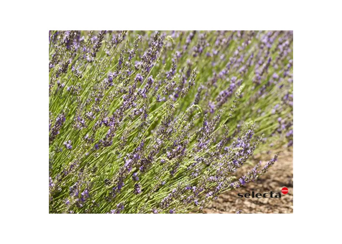 Bastard-Garten-Lavendel 'Grosso'
