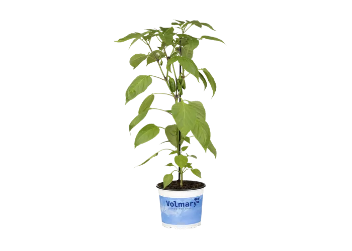 Snack-Paprika 'Lubega® Mini Red'