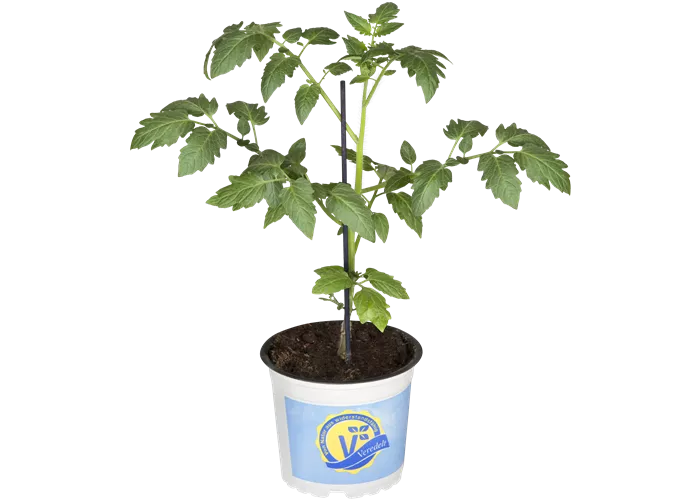 Datteltomate 'Mirado® Red'