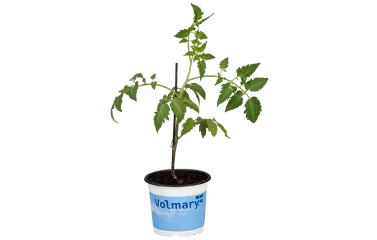 Tomate 'Tuma® Red'