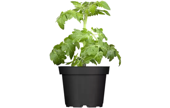 Zwerg-Tomate 'Primagold'®