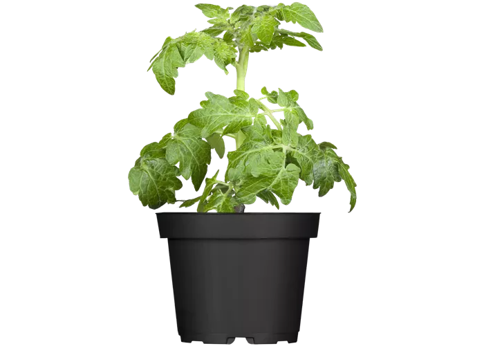 Zwerg-Tomate 'Primagold'®