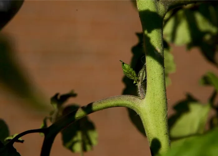 Wie machst du das? - Tomaten ausgeizen
