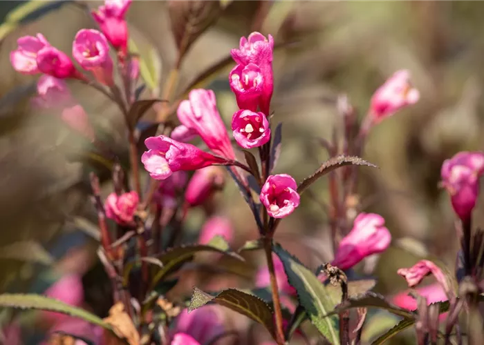Weigelien – Blütenwunder und Augenweide