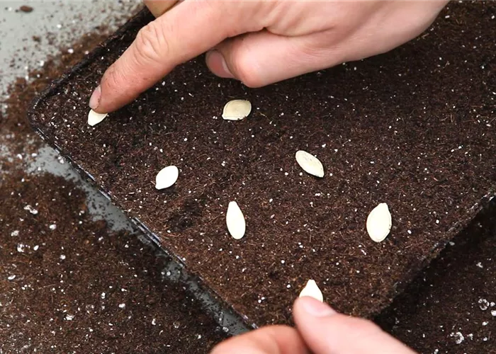 Kürbis - Aussäen von Samen