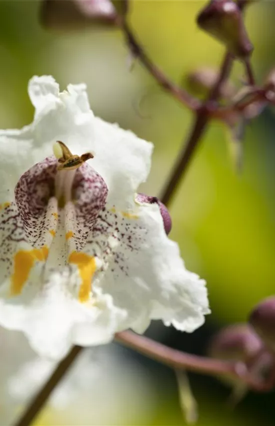 Exoten sorgen für besondere Hingucker im Garten Exoten sorgen für besondere Hingucker im Garten