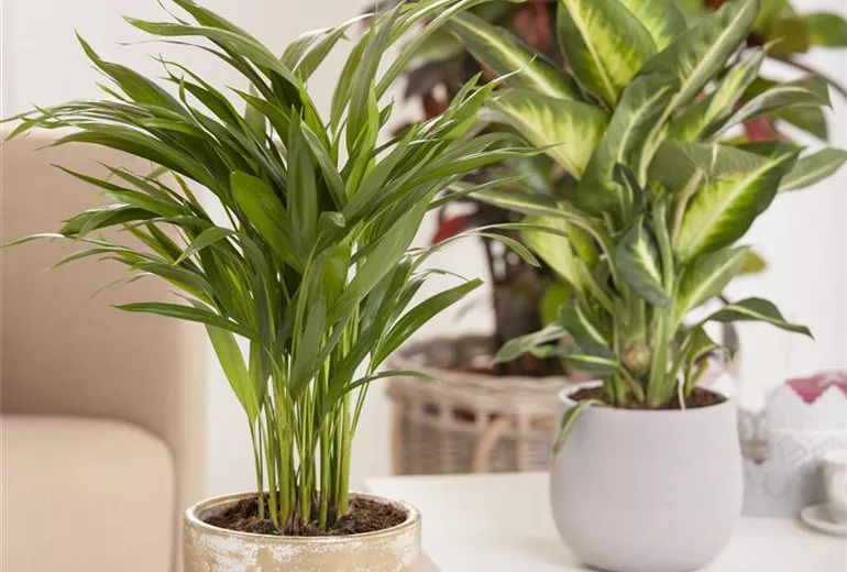 Chrysalidocarpus lutescens