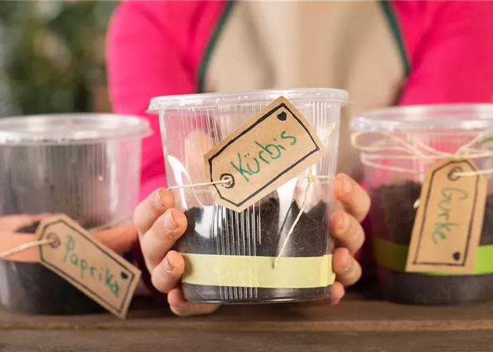 Mini-Gewächshaus – mit Plastik etwas Gutes tun