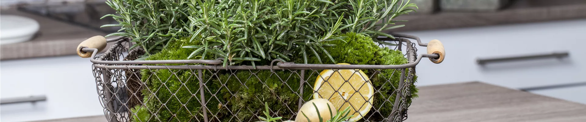 Rosmarinus officinalis