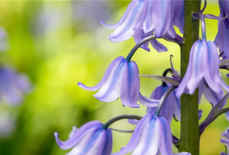 Hyacinthoides hispanica