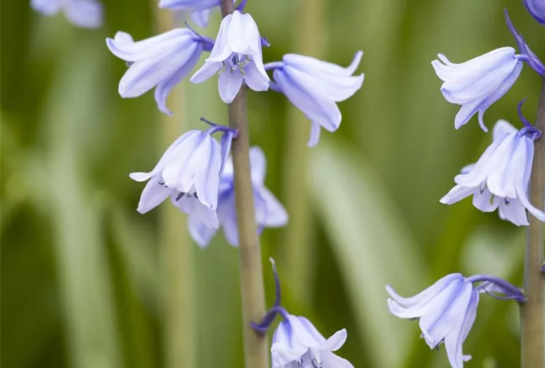 Hyacinthoides hispanica