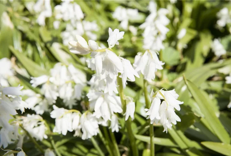 Hyacinthoides hispanica 'White City'