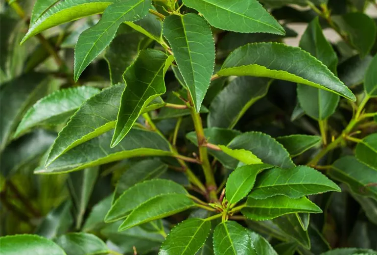 Prunus lusitanica