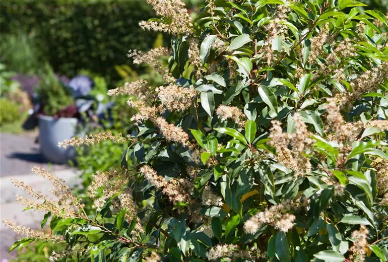 Prunus lusitanica