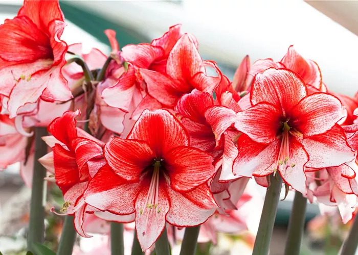 Amaryllis – pflanzen und pflegen im Haus Amaryllis – pflanzen und pflegen im Haus