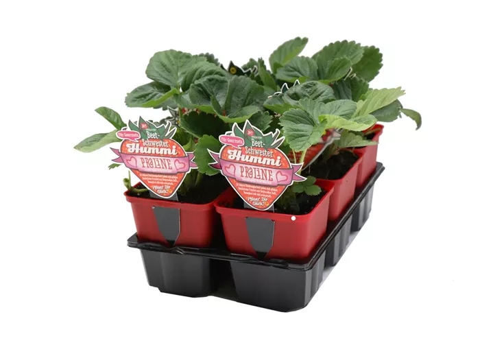 Hummi ® Praline, 6er- & 12er Set