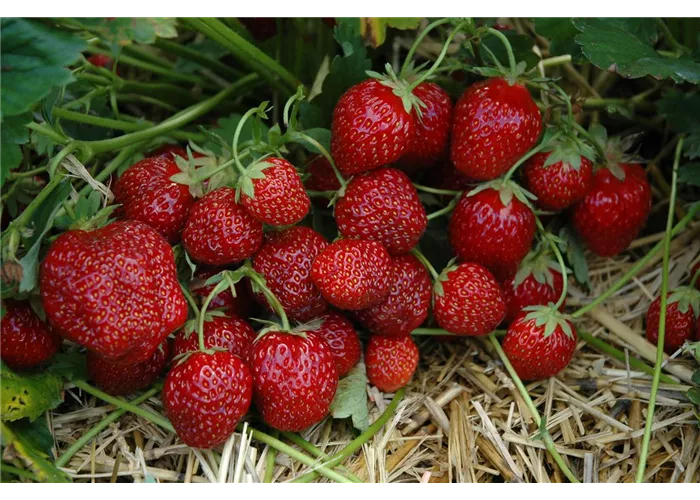 Hummi ® Aroma-Auslese, 6er- & 12er Set