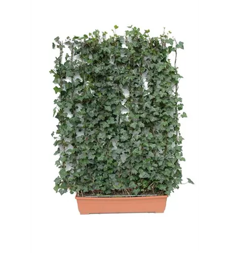 Hedera helix 'Woerneri', Hecke am laufenden Meter