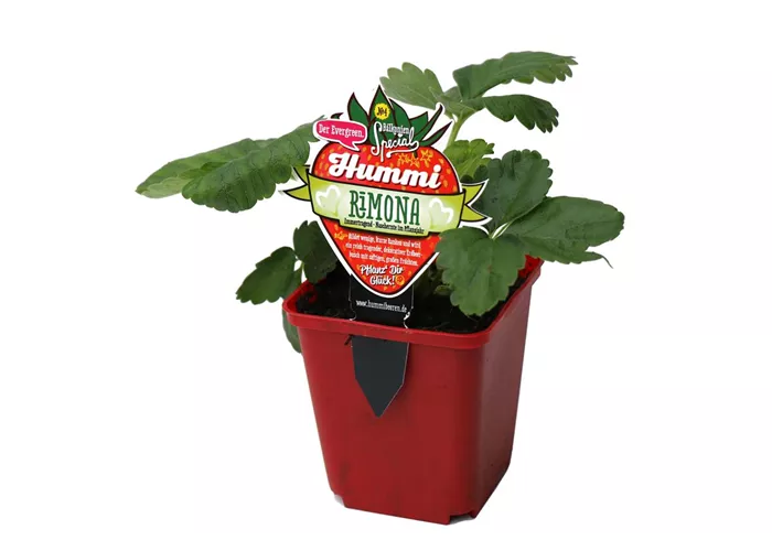 Hummi ® Rimona, 6er Set