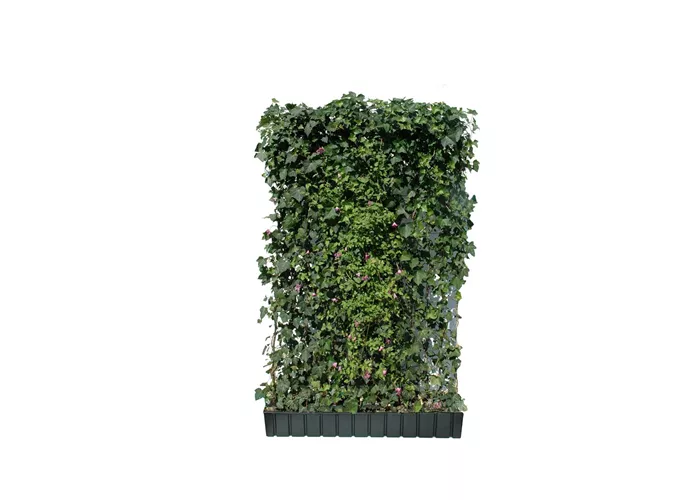 Hedera helix 'Woerneri' mit Clematis