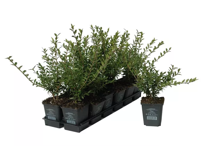 Lonicera nitida, 12er Set