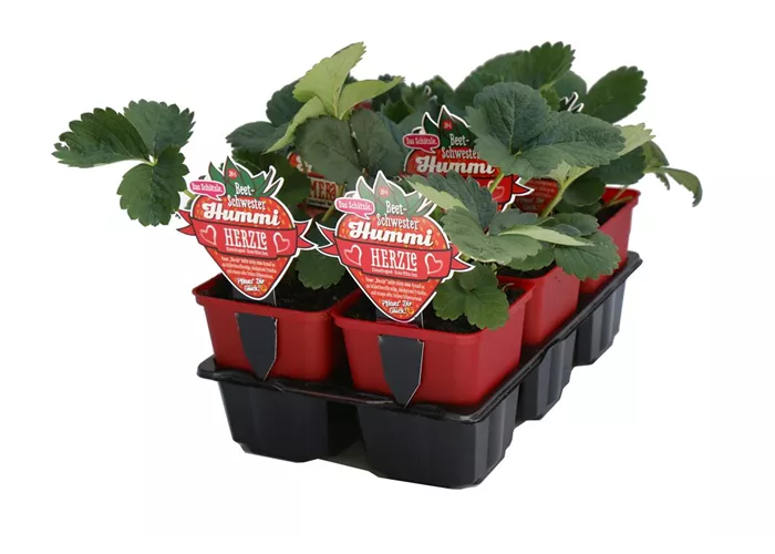 Hummi ® Herzle, 6er- & 12er Set