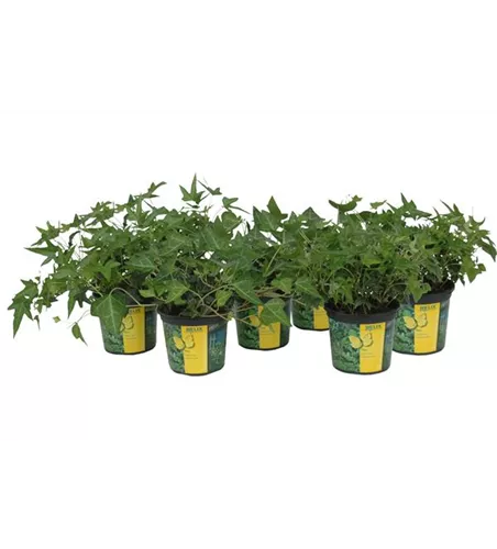 Hedera in grünen Sorten, 6er Set