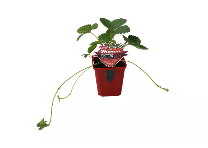 Hummi ® KletterToni, 6er Set