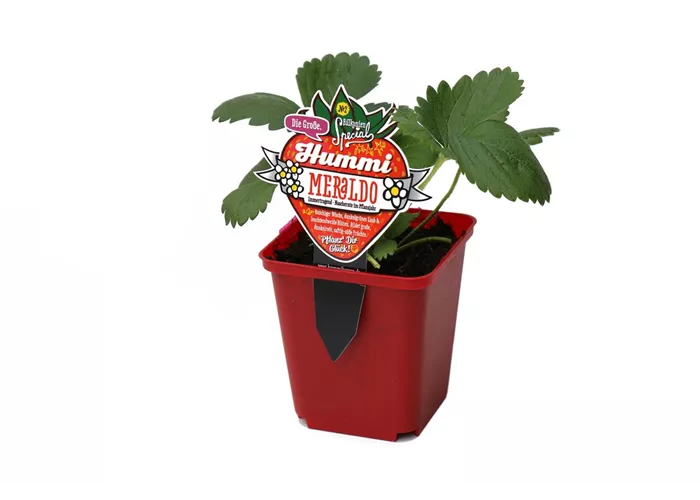 Hummi ® Meraldo, 6er Set