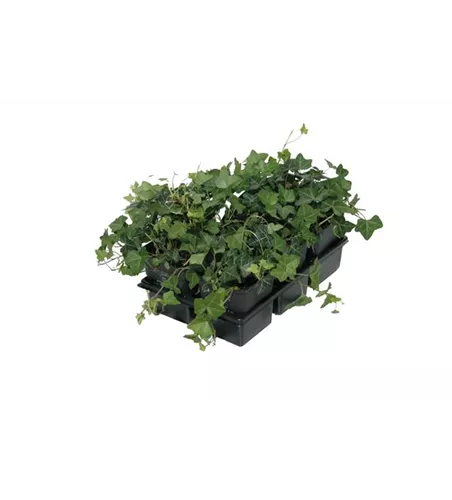 Hedera helix, 12er Set