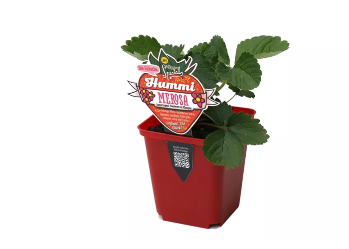 Hummi ® Merosa, 6er Set